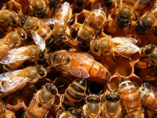abeilles.1